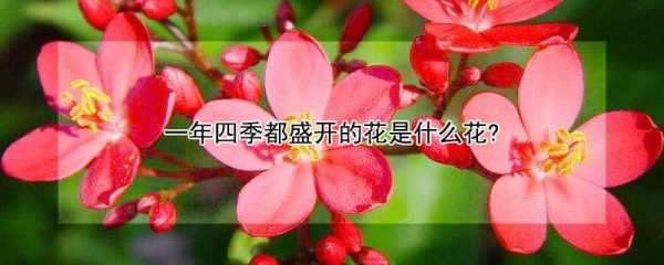 一年四季都盛开的花是什么花?