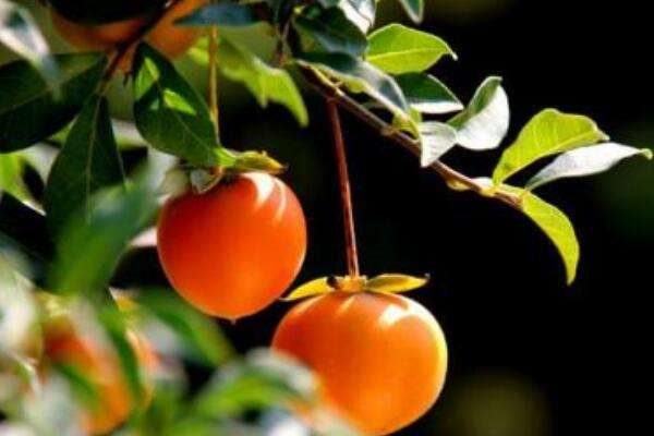 老鸦柿扦插方法