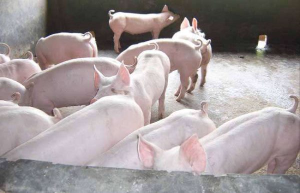 猪肉价格上涨原因？