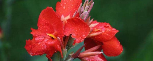 美人蕉怎么结种子