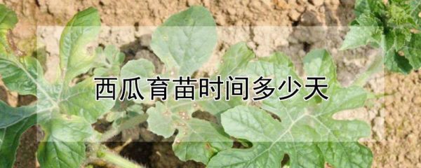 西瓜育苗时间多少天