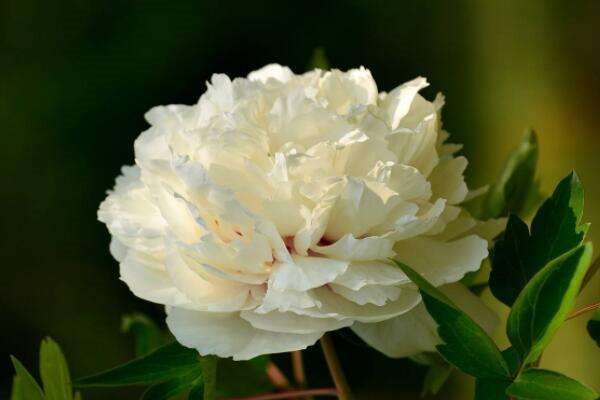 芍药和牡丹的区别