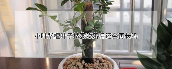 小叶紫檀叶子枯萎脱落后还会再长吗