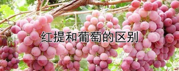 红提和葡萄的区别