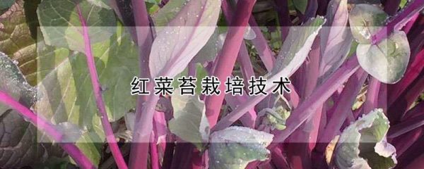 红菜苔栽培技术