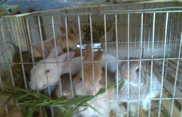 2万元可以养多少兔子