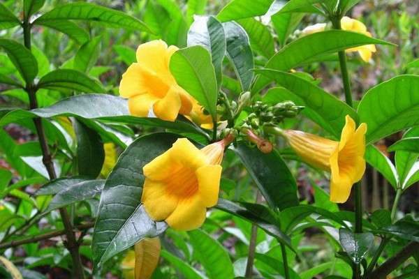 黄蝉花能在家里养殖吗