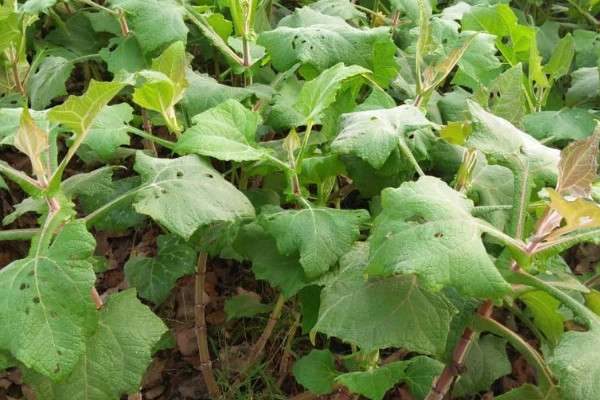 雪莲果怎么种植