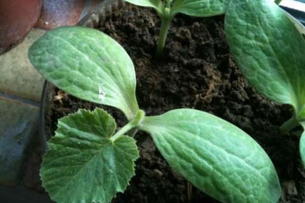 葫芦苗叶子蔫了咋办