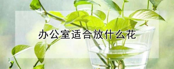 办公室适合放什么花