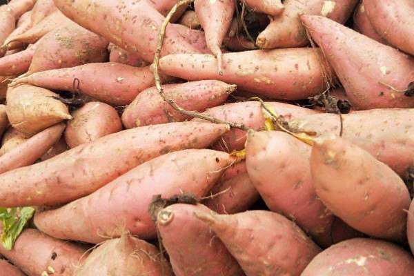 番薯是不是红薯