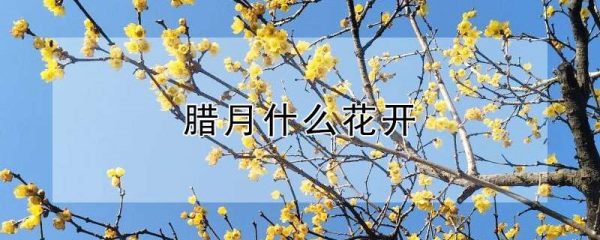 腊月什么花开