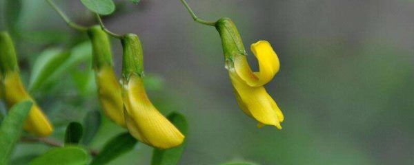 金雀怎么修剪多开花