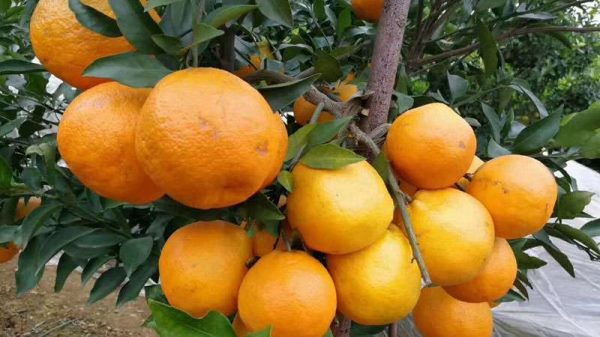 耙耙柑几月份成熟