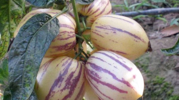 人参果的种植方法