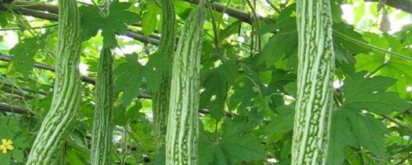 苦瓜怎么种植