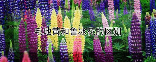 毛地黄和鲁冰花的区别
