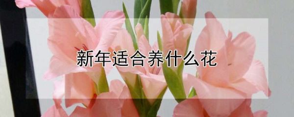 新年适合养什么花