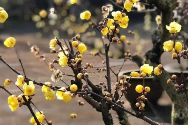 腊梅与蜡梅有什么区别