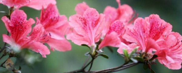 杜鹃花喜欢阳光吗