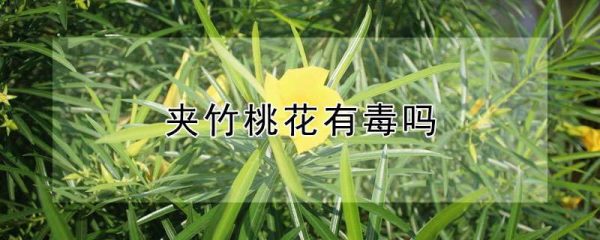 夹竹桃花有毒吗