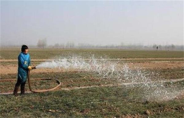 小麦浇冻水的好处