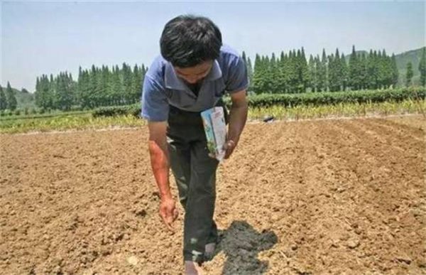 开春播种要注意什么？