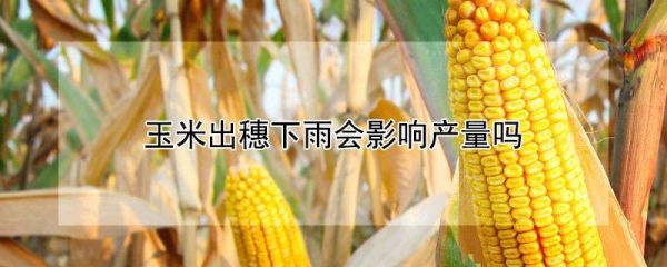 玉米出穗下雨会影响产量吗
