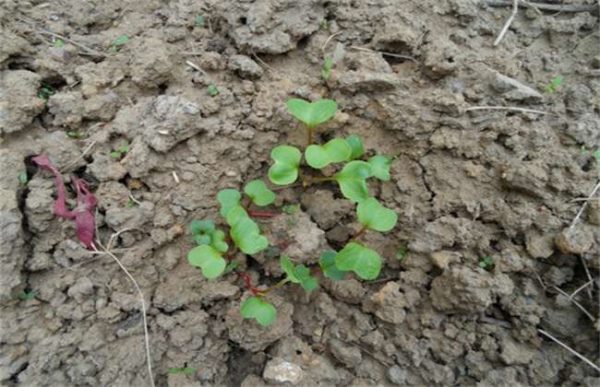 冬季种植萝卜芽不出芽怎么办？