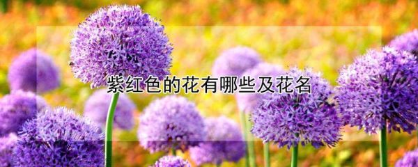 紫红色的花有哪些及花名