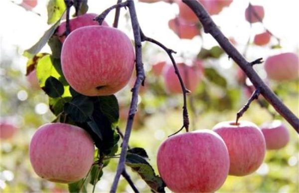 雪后苹果园如何管理