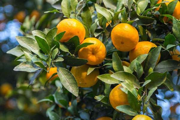 耙耙柑几月份成熟