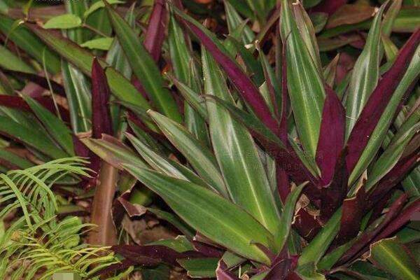 紫背兰繁殖扦插