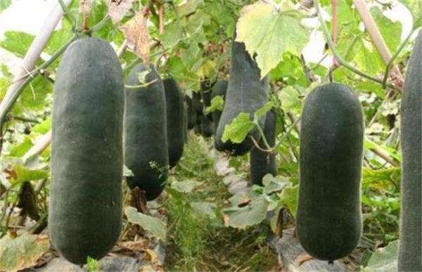 冬瓜什么时候采收