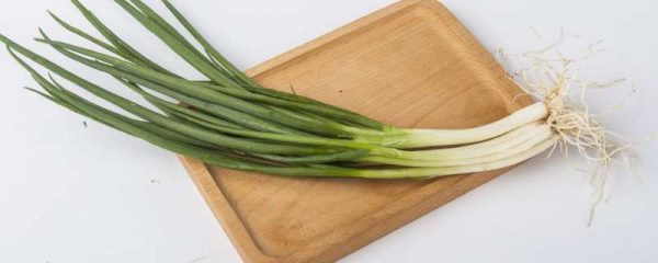 水养葱的正确方法