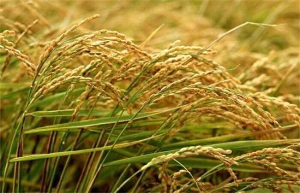 水稻亩产量多少？