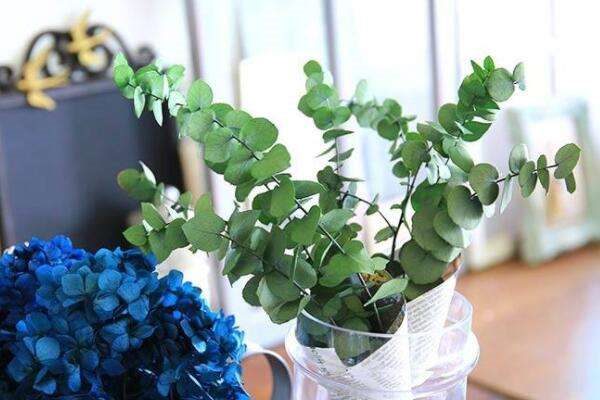 新鲜尤加利叶怎么保存