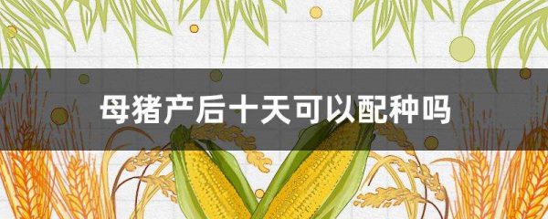 母猪产后十天可以配种吗？