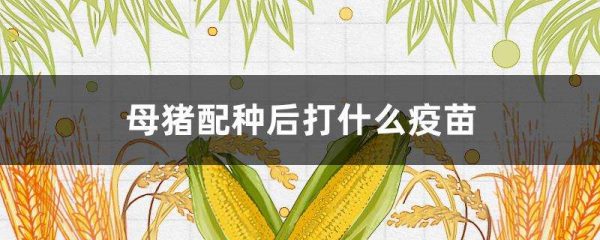 母猪配种后打什么疫苗