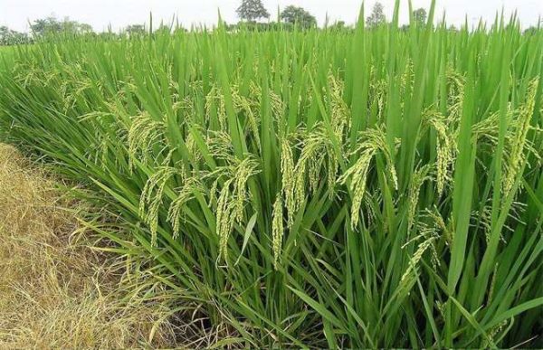 春季适合种植什么农作物