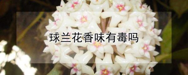 球兰花香味有毒吗