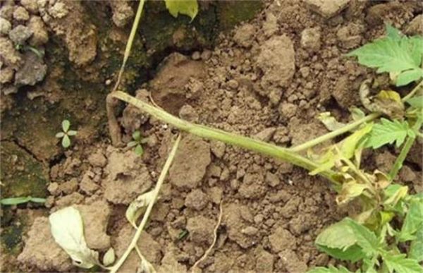 大棚西红柿烂根怎么办？