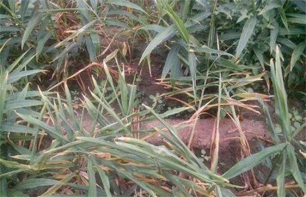 生姜叶子发黄怎么办？