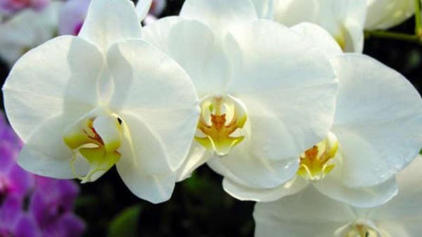 花中君子是什么花