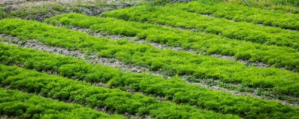 杂草是怎么长出来的