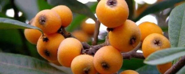 枇杷几年能结果