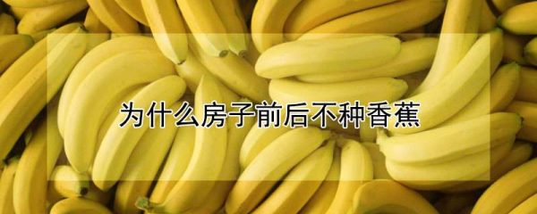 为什么房子前后不种香蕉