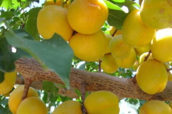 杏树种子破壳可以发芽吗