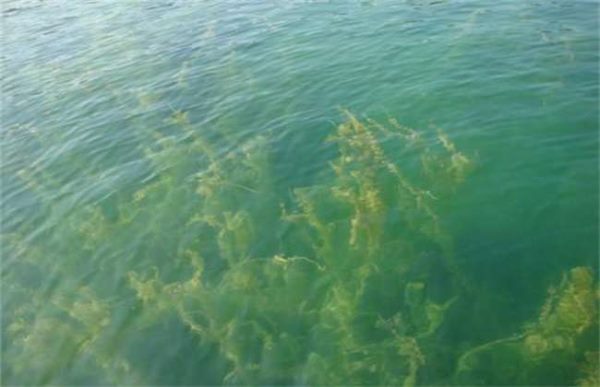 常见水产增氧方式