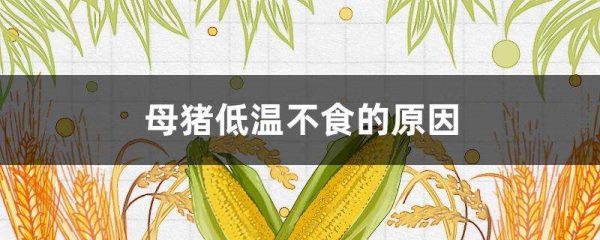 母猪低温不食的原因？